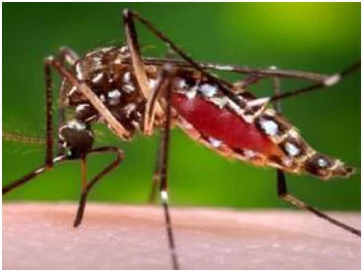 diy mosquito herbal repellent and household solution to avoid mosquito bites Mosquito Repellent: मच्छर पास भी नहीं फटकेंगे, बिना केमिकल्स मच्छर भगाने के 5 आसान तरीके
