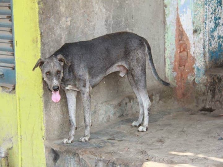 Here is the Detailed Information about Chippiparai Kanni Dog, Country Dog Tamilnadu Chippiparai Kanni Dog:  ’ராமநாதபுரம் மண்டை நாய்கள்’  வரலாறு சொல்லும் கதை..!