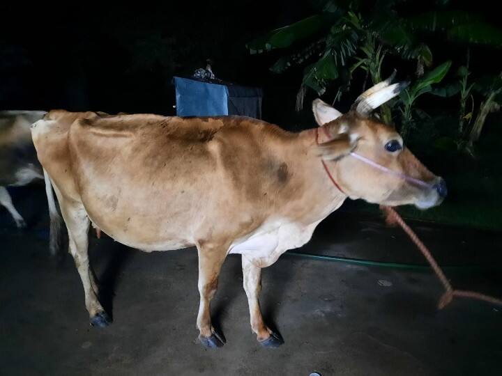 3 cows rescued with calves from a gang that tried to sell the stolen cow online சிவகங்கை: திருடிய மாட்டை ஆன்லைனில் விற்க செய்ய முயற்சி - கன்றுக்குட்டிகள் உட்பட 3 மாடுகள் பறிமுதல்