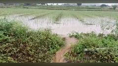 Unseasonal Rain Loss : राज्यातील 20 जिल्ह्यांना यलो अलर्ट, परतीच्या पावसाचा शेतकऱ्यांना फटका