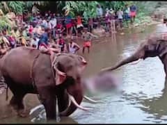 Kerala Pregnant Elephant's Death: One Of The Accused Surrenders Before Court After 1.5 Years