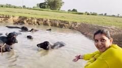 સિંગર સપના ચૌધરી પતિ સાથે ભેંસોને તળાવમાં નવડાવવા લઈ ગઈ, વીડિયો જોઈને થઈ જશો ખુશ