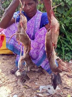 தஞ்சாவூரில் களைகட்டும் எலிக்கறி விற்பனை - எலியை 30 ரூபாய்க்கு பிடித்து அரை டஜன் 250க்கு விற்பனை