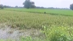 ફટાફટ: રાજ્ય સરકાર આવતીકાલે કૃષિ પેકેજની જાહેરાત કરશે. પ્રતિ હેક્ટર 13 હજારની સહાય કરશે