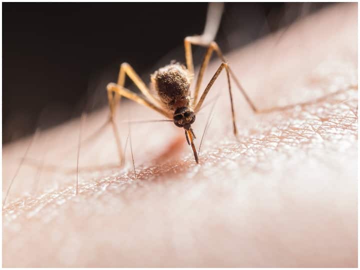 Delhi Dengue News: Union Health Minister Mansukh Mandaviya reviewed the dengue situation in Delhi, gave these important instructions Delhi Dengue News: दिल्ली में डेंगू की स्थिति की केंद्रीय स्वास्थ्य मंत्री ने की समीक्षा, दिया ये अहम निर्देश