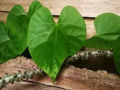 Benefits of Giloy: गिलोय जूस का सर्दियों में करें सेवन, जुकाम-बुखार को दूर करने में है मददगार