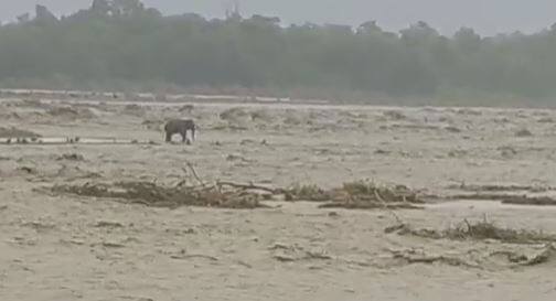भारी बारिश के कारण न सिर्फ इंसानों को दिक्कतों का सामना करना पड़ रहा है बल्कि जंगली जानवरों को भी खासा परेशानी झेलनी पड़ रही है. उत्तराखंड के हल्दुचौड़ और लालकुआं से एक डराने वाली तस्वीर सामने आई है. लालकुआं क्षेत्र में एक हाथी गौला नदी के तेज बहाव में फंस गया.