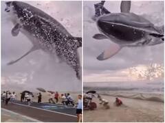 Viral Video: समंदर से निकली शार्क को हवा में कलाबाजी खाते देख लोगों के उड़े होश, फिर देखिए आगे क्या हुआ