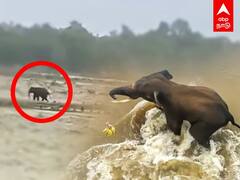 Uttarakhand Rain: வெள்ளத்தில் தத்தளித்த யானை.. மீட்டெடுத்த வனத்துறை