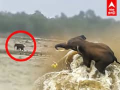 Watch Video | உத்தராகண்ட் வெள்ளத்தில் அடித்து செல்லப்பட்ட யானை; வீடியோ வைரல்!