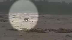 Uttarakhand Rains: Waterlogged streets, stranded tourists & elephant | Visuals of destruction caused