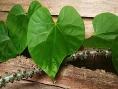 Health Tips: सर्दियों में सेहतमंद रहने के लिए काफी काम आती हैं ये तीन चीजें, बीमारियां रहेंगी दूर