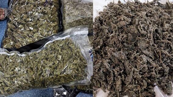 Pune Ganja : Shocking! पुण्यात आठ लाखांची गांजाची अडीचशे झाडं जप्त, कारवाईत दोघांना अटक