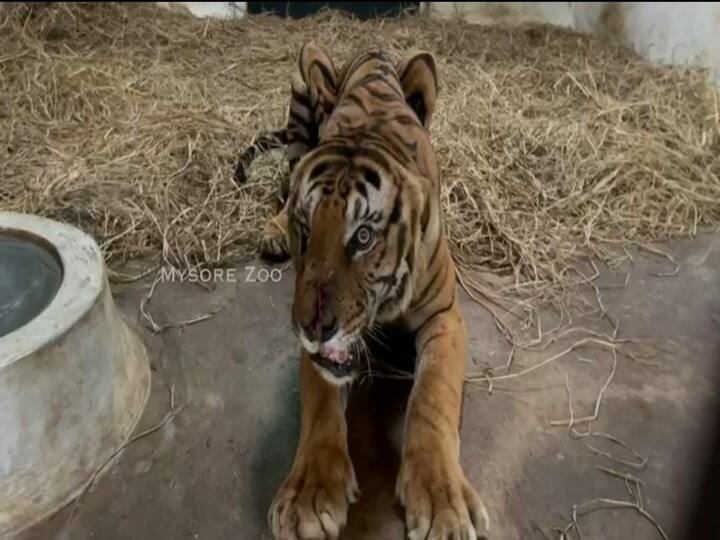 Tamil Nadu Wildlife warden reports that the physical condition of the D23 tiger is improving ’டி 23 புலி உடல்நிலையில் முன்னேற்றம்’ – தமிழக வன உயிரின பாதுகாவலர் தகவல்