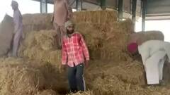 Explained: How is electricity produced from stubble burning?