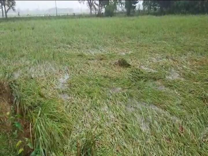 Bihar Weather Update: अक्टूबर महीने में कोसी के डिस्चार्ज ने तोड़ा रिकॉर्ड, बेमौसम बारिश ने बढ़ाई किसानों की चिंता