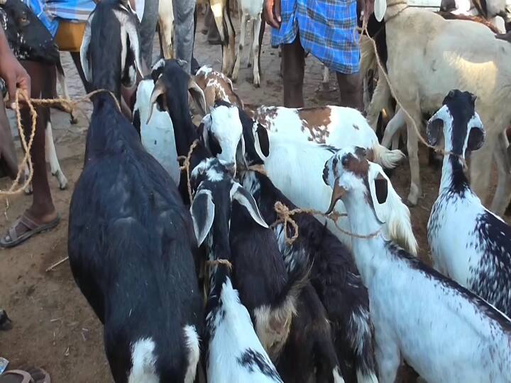 Anthrax Disease spreading in Warangal district, 4 goats dies Warangal: విస్తరిస్తున్న ఆంత్రాక్స్ వ్యాధి.. వరుసగా గొర్రెలు మృతి, ఆందోళనలో ప్రజలు