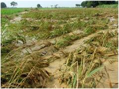 किसानों के लिए राहत की खबर: दिल्ली सरकार बेमौसम बारिश से प्रभावित किसानों को देगी मुआवजा