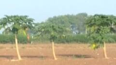 રાજ્ય સરકારે અતિવૃષ્ટિથી ખેડૂતોને થયેલા નુકસાન અંગે કૃષિ સહાય પેકેજ કર્યુ જાહેર, જુઓ ગુજરાતી ન્યૂઝ