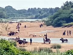 தஞ்சாவூர்: வெண்ணாற்றில் மணல் கொள்ளை - காவல்துறையினரின் அனுமதியுடன் நடப்பதாக குற்றச்சாட்டு