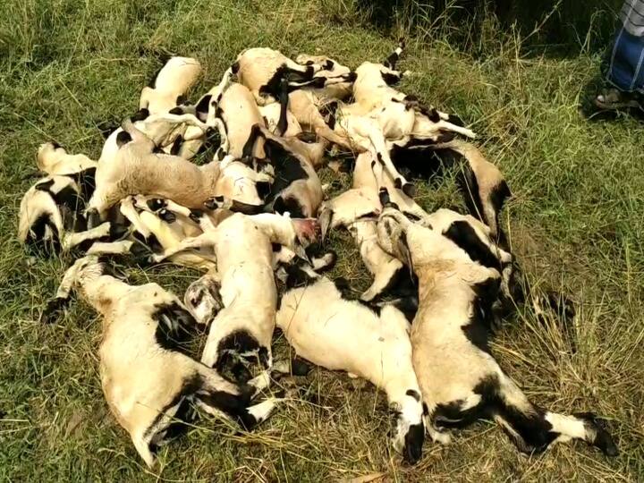 Suspicious death of 22 sheep and goats in Mayiladuthurai - Livestock officials study மயிலாடுதுறையில் சந்தேகமான முறையில் உயிரிழந்த 22 செம்மறி ஆடுகள் - கால்நடைதுறை அதிகாரிகள் ஆய்வு