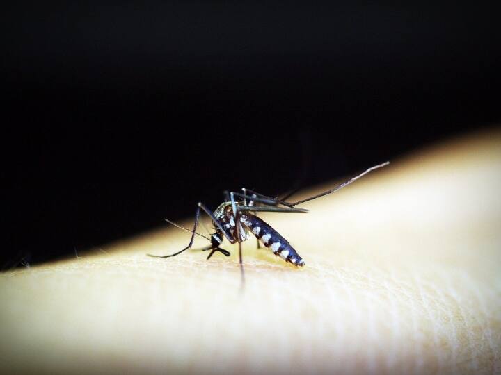 Scientists at CDRI Lucknow develop anti-viral drug to treat dengue Dengue: ఎట్టకేలకు డెంగూ జ్వరానికి ఔషధం... కనిపెట్టిన లక్నో శాస్త్రవేత్తలు