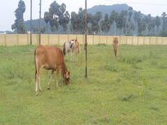 UP News: आवारा गोवंश की समस्या का स्थायी हल निकालेगी यूपी सरकार, चुनाव में उठा था मुद्दा