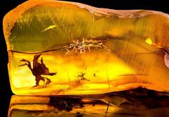 Crab Fossil in Dinosaur Times | டைனோசர் காலத்தில் வாழ்ந்த நண்டு!’ : பிசினுக்குள்  அழியாமல் இருந்த கிடைத்த படிமம்..!