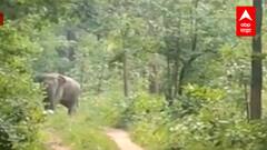 Gadchiroli : ओदिशातून आलेल्या 18 हत्तींच्या कळपाकडून शेतीचं नुकसान, शेतकऱ्यांवर हल्ला