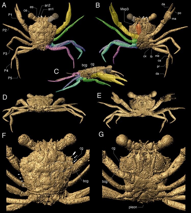 Crab Fossil in Dinosaur Times | டைனோசர் காலத்தில் வாழ்ந்த நண்டு!’ : பிசினுக்குள்  அழியாமல் இருந்த கிடைத்த படிமம்..!