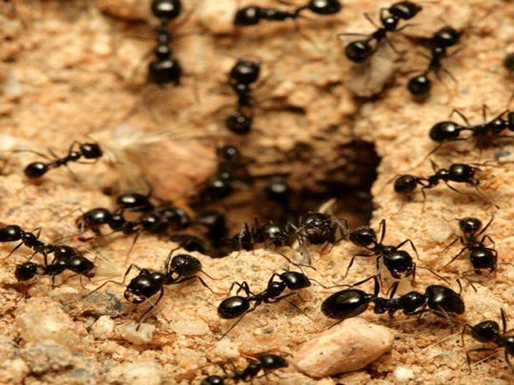 black and red ant in the house are good and bad indication of life know astrology tips Astrology Tips: घर में काली-लाल चीटियों का निकलना देता है शुभ-अशुभ संकेत, जानें