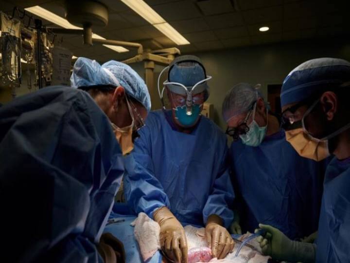 Pig Kidney Transplant: பன்றியின் சிறுநீரகத்தை மனிதருக்குப் பொருத்திய ஆய்வாளர்கள் Breaking Science New York Surgeons successfully test pig kidney transplant in human patient Pig Kidney Transplant: பன்றியின் சிறுநீரகத்தை மனிதருக்குப் பொருத்திய ஆய்வாளர்கள்