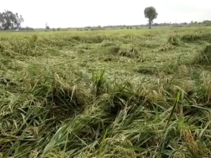 Strong wind and continuous rain in Kanpur dehat ruined many crops ANN कानपुर: तेज हवा के साथ लगातार बारिश से कई फसलें बर्बाद, किसानों की लागत और मेहनत पर फिरा पानी