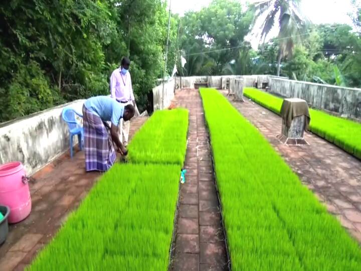 Mayiladuthurai: An engineering graduate youth growing a paddy nursery on the terrace மயிலாடுதுறை: மொட்டை மாடியில் நெல் நாற்றங்காலை வளர்க்கும் பொறியியல் பட்டதாரி இளைஞர்...!