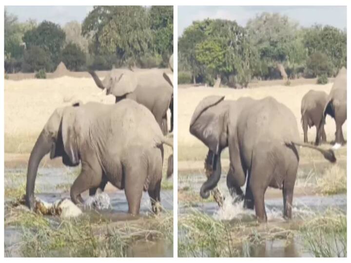 Elephant kills crocodile for saving its her calf. video goes on viral. Watch Video | தாயின் அன்பு என்ன செய்யும்? முதலையுடன் ஆக்ரோஷமாய் மோதும் அம்மா யானை.. வைரல் வீடியோ