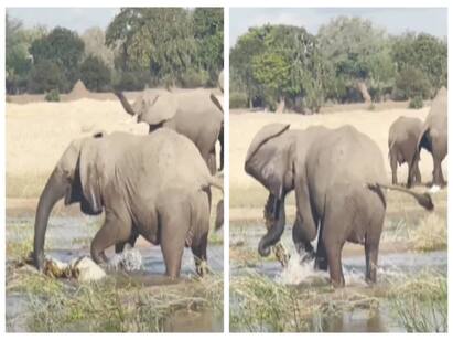 Elephant kills crocodile for saving its her calf. video goes on viral. Watch Video | தாயின் அன்பு என்ன செய்யும்? முதலையுடன் ஆக்ரோஷமாய் மோதும் அம்மா யானை.. வைரல் வீடியோ