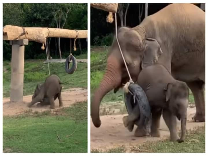 mother elephant who saved the baby elephant that got stuck in the tire Watch Video: டயரில் சிக்கித் தவித்த குட்டி யானை... தாய் யானை செய்த நெகிழ்ச்சி சம்பவம்! பாசத்திற்கு வேசமில்லை!‛