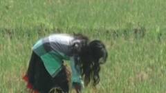 નવસારીઃ ડાંગરની ખરીદીમાં રાજ્ય સરકારની આકરી શરતોને કારણે ખેડૂતો મુશ્કેલીમાં