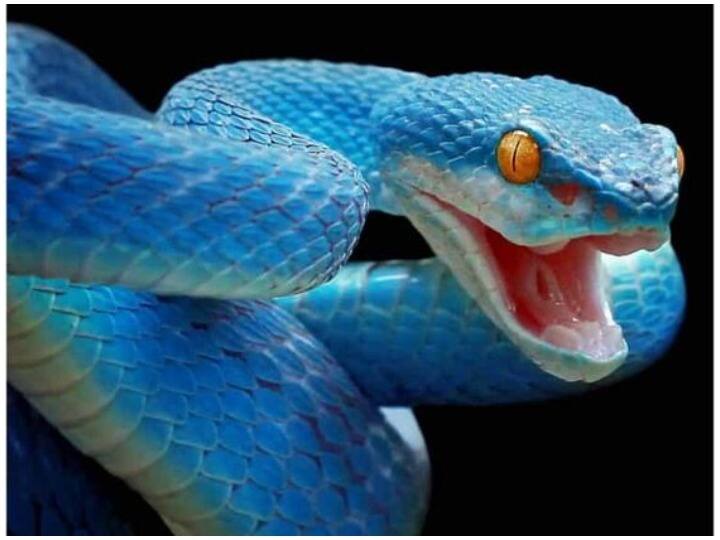 Uttar pradesh records third highest number of snake bite deaths Snake bite death: सांप कांटने से मौत के मामले तीसरे नंबर पर है उत्तर प्रदेश, हर साल होती है इतनी मौतें