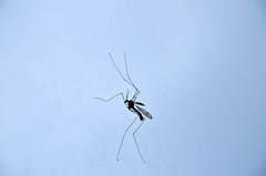 After Coronavirus, Dengue cases on a rise in UP, Delhi