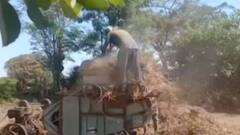 જૂનાગઢઃ કેશોદમાં મગફળીની સિઝન શરૂ થતા ખેડૂતો બન્યા વ્યસ્ત, જુઓ ગુજરાતી ન્યૂઝ