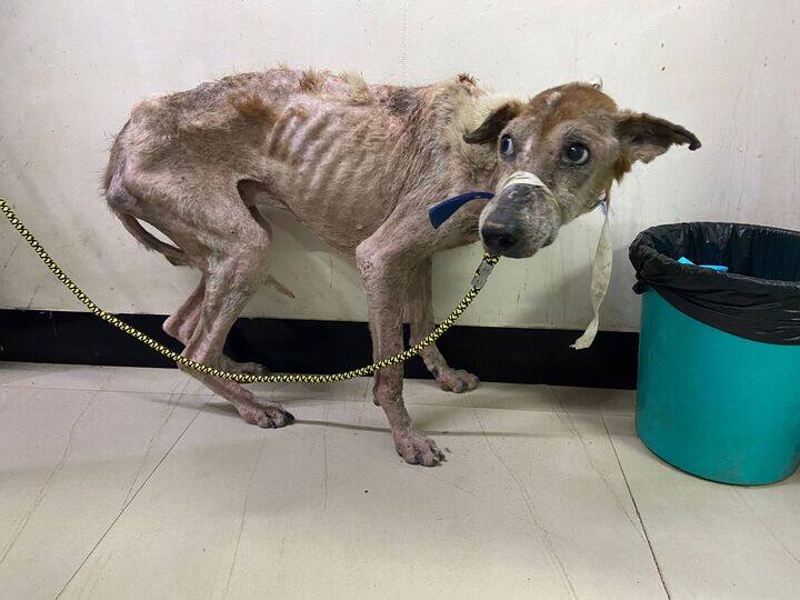 Dogs were caged without food inside IIT Madras dog park! எலும்பும் தோலுமான படங்கள் ஐஐடி மெட்ராஸில் உணவு தரப்படாமல் நாய்கள் சித்ரவதை செய்யப்படுகிறதா?
