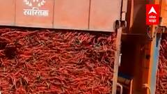 Nandurbar मधील मिरची उत्पादकांना अच्छे दिन; कृषी उत्पन्न बाजार समितीत आवाक वाढली