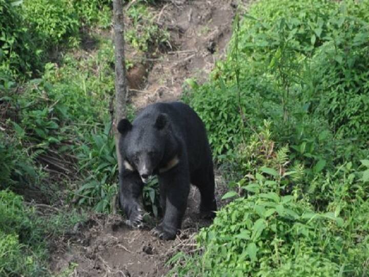 Bear Enters Sikkim Raj Bhavan, Eats Chickens; Rescued See Pics | ஆளுநர் மாளிகைக்குள் நுழைந்து சிக்கனை ருசித்த கரடி.. அலறிய பணியாளர்கள்.. வைரலாகும் வீடியோ