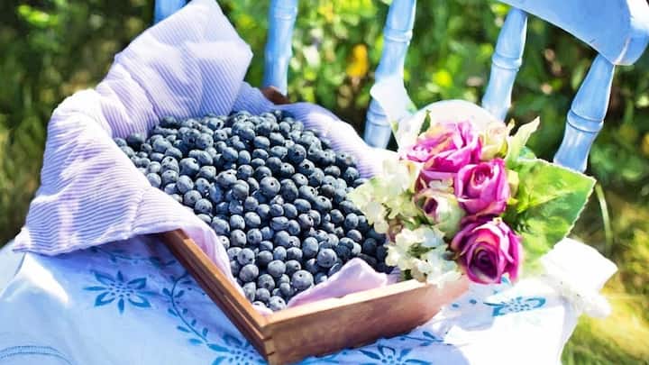 অত্যধিক শরীরচর্চার ফলে অনেক সময়ই পেশিতে নানা সমস্যা দেখা দেয়। ব্লুবেরি পেশির সমস্যা দ্রুত সারিয়ে তুলতে সাহায্য করে।