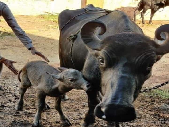 Buffalo Banni gave birth of 1st IVF calf Gujarat Ministry of Animal Husbandry informed भैंसों की इस प्रजाति ने IVF तकनीक से दिया बच्चे को जन्म, जानें क्यों है खास