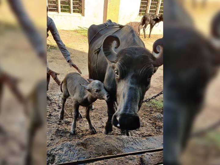 India’s First Banni Buffalo IVF Calf Born IVF: आयव्हीएफ तंत्रज्ञानातून बन्नी म्हशीच्या पहिल्या रेडकूचा जन्म