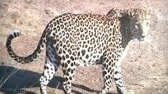 Madhya Pradesh News: तेंदुए के हमले से 10 साल के मासूम की मौत, इलाके में फैली दहशत