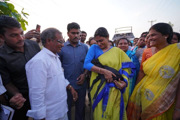 మహిళలకు ఉపాధి లేదు. రాష్ట్రంలో మహిళలకు తగిన గౌరవం దక్కడం లేదని షర్మిల ఆవేదన వ్యక్తం చేశారు.