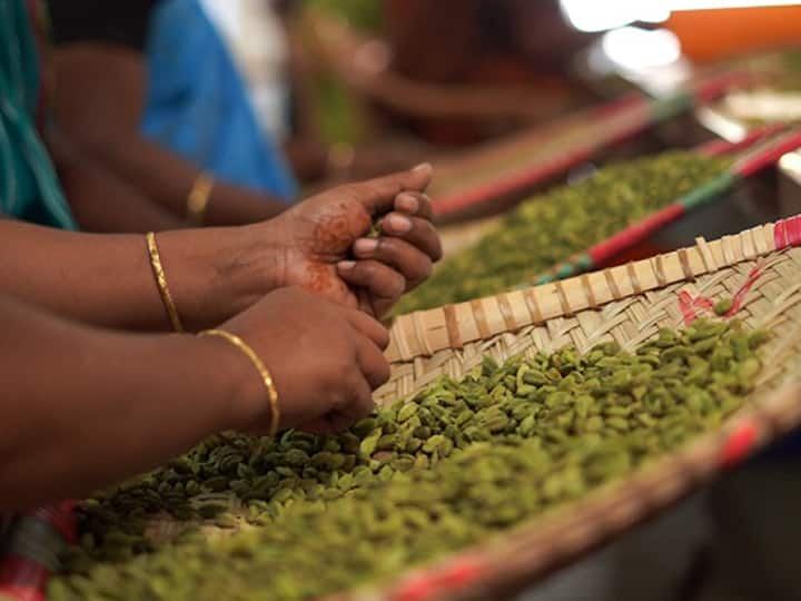 Cardamom prices have fallen in Kerala on the back of heavy rains கேரளாவில் கனமழை.. சரிவைச் சந்திக்கும் ஏலக்காய் விலை.. தமிழ்நாடு விவசாயிகளுக்கும் சிக்கல்